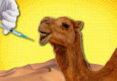 Skualifikohen 40 deve nga festivali i bukurisë, kishin përdorur botox